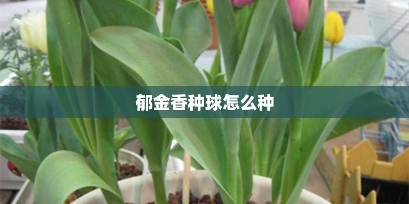 郁金香种球怎么种