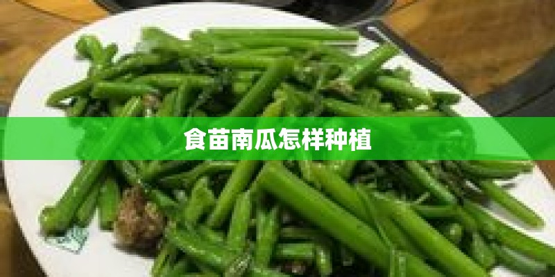 食苗南瓜怎样种植