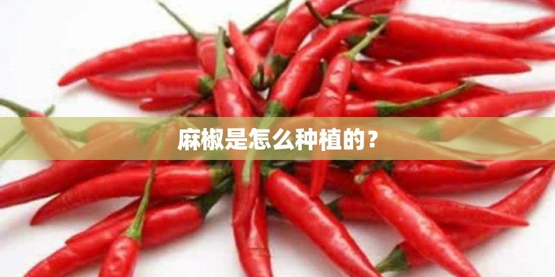 麻椒是怎么种植的？