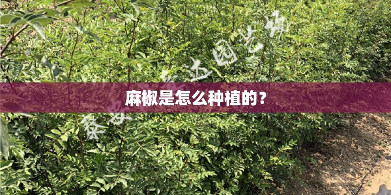 麻椒是怎么种植的？
