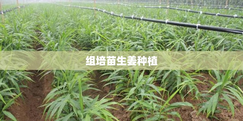 组培苗生姜种植