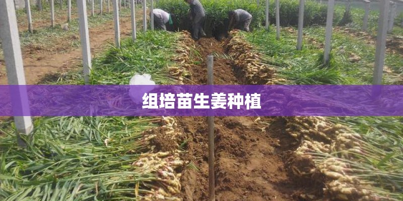 组培苗生姜种植