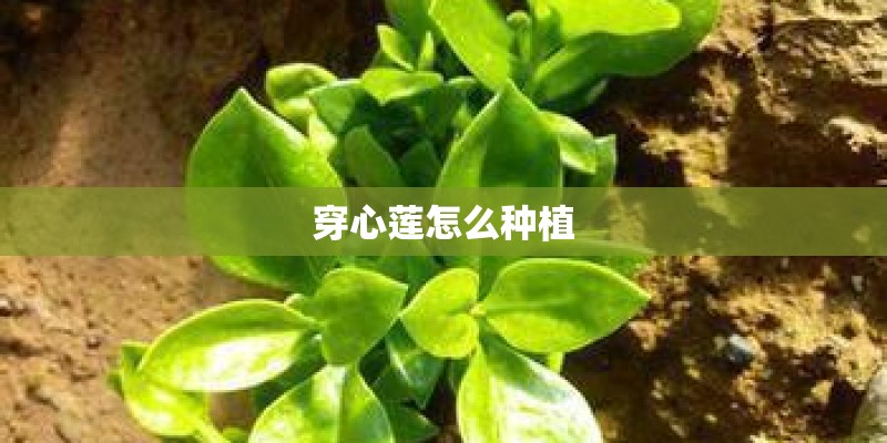 穿心莲怎么种植