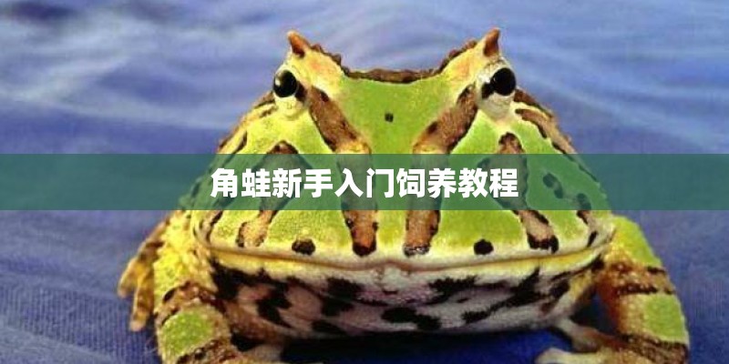 角蛙新手入门饲养教程