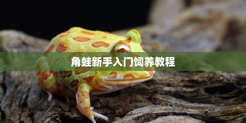 角蛙新手入门饲养教程