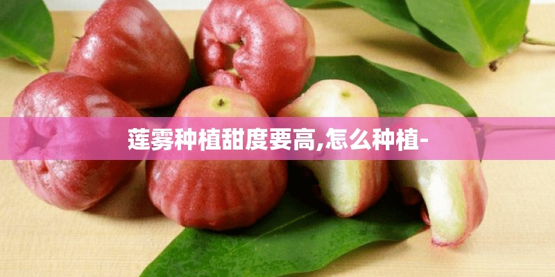 莲雾种植甜度要高,怎么种植-