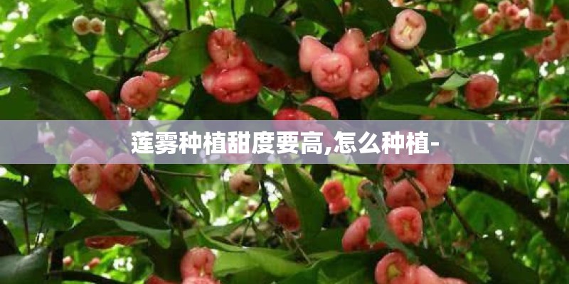 莲雾种植甜度要高,怎么种植-