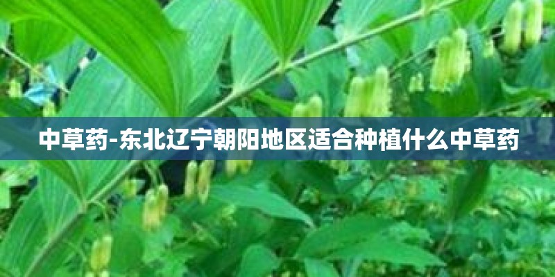 中草药-东北辽宁朝阳地区适合种植什么中草药