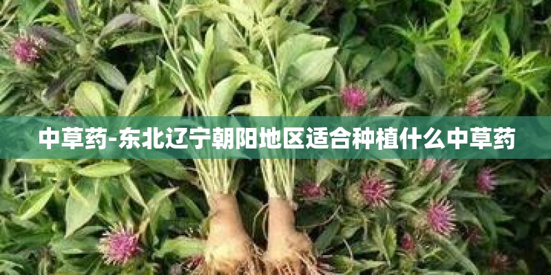 中草药-东北辽宁朝阳地区适合种植什么中草药