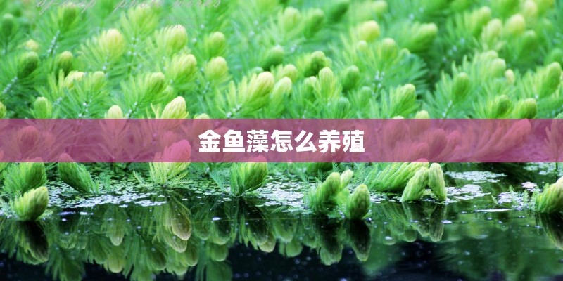 金鱼藻怎么养殖