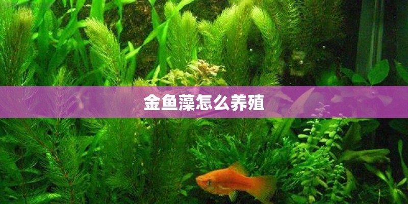 金鱼藻怎么养殖