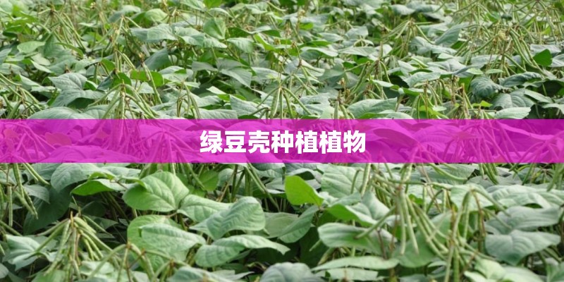 绿豆壳种植植物