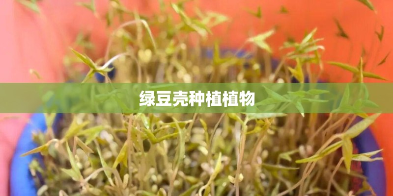 绿豆壳种植植物