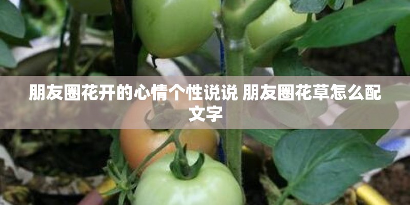 朋友圈花开的心情个性说说 朋友圈花草怎么配文字