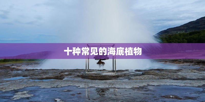 十种常见的海底植物