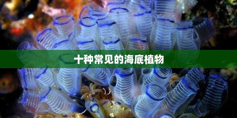 十种常见的海底植物