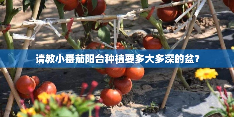 请教小番茄阳台种植要多大多深的盆？