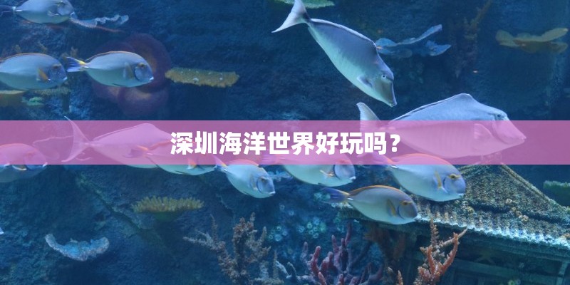 深圳海洋世界好玩吗？