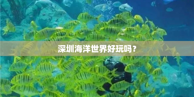 深圳海洋世界好玩吗？
