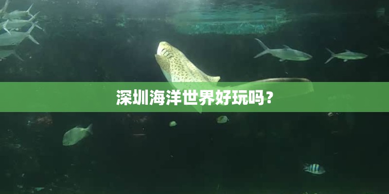 深圳海洋世界好玩吗？