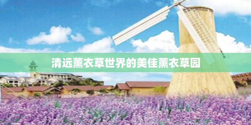 清远薰衣草世界的美佳薰衣草园