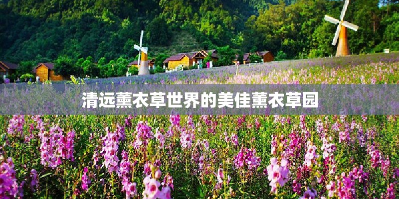 清远薰衣草世界的美佳薰衣草园
