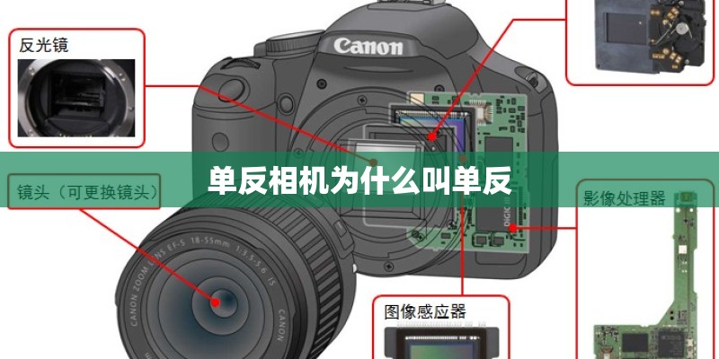 单反相机为什么叫单反